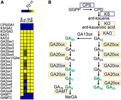 A Functional Genomics View of Gibberellin Metabolism in the Cnidarian Symbiont Breviolum minutum